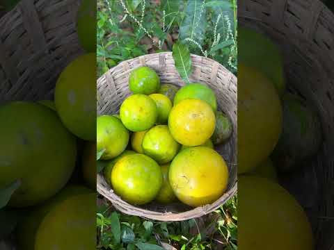 ഡിസംബറിലെ  അബിയു വിളവെടുപ്പ് | Abiyu Fruit Harvesting in Kerala | Anit Thomas | Thodupuzha Kerala