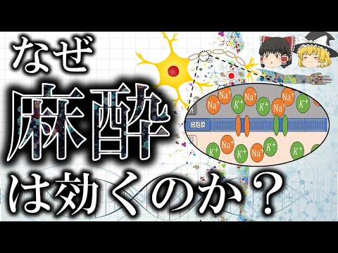 150年以上未解明だった全身麻酔のメカニズム【ゆっくり解説】