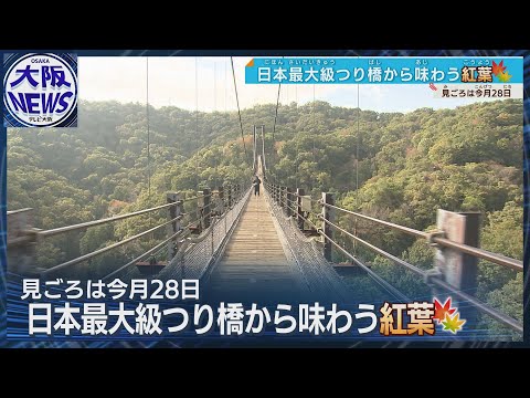 【つり橋から紅葉を】大阪の絶景スポット　スリル満点の紅葉狩り…見頃は28日　交野・ほしだの森