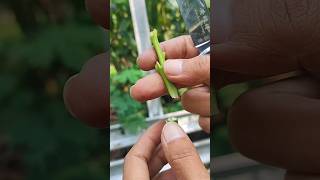 how to grafting avocado seedling EP949