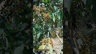 Nature: Dry nature has amazing green trees.  This is a mountain pistachio.😉🌿