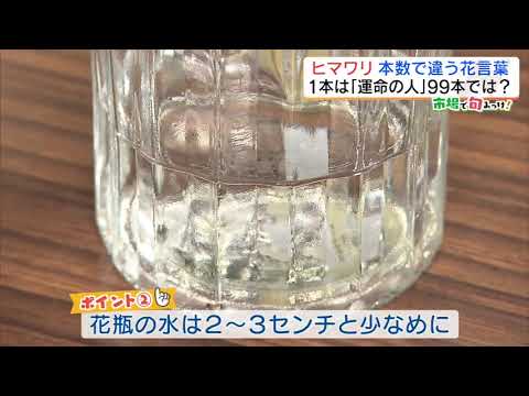 なぜ？ヒマワリ108本の花束人気　4万本の迷路に挑戦！【市場で旬みっけ！】