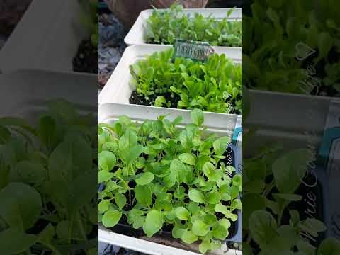 Growing Greens from 11 Year-old Seeds