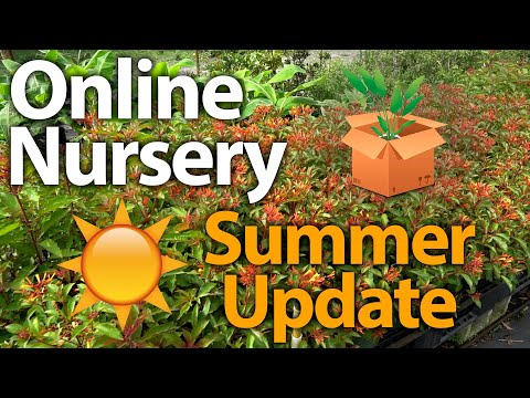 🌱🌴🌵 Shipping Plants that Thrive in the Summer! (Online Nursery Update)