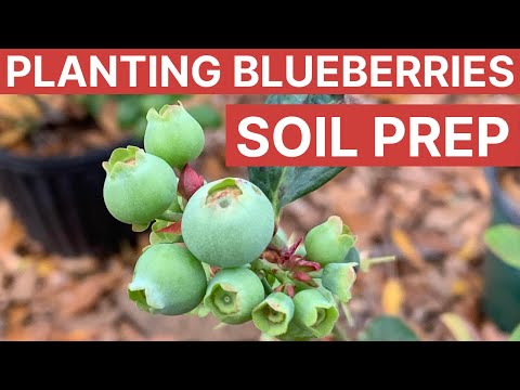 Don't Bother Planting Blueberries in Florida Without This