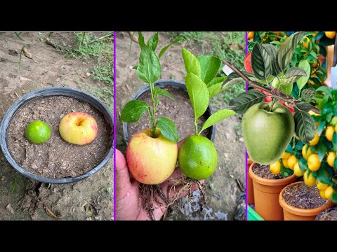 Apple tree and lemon tree grow from fruits | very unique harmonies in leaf compost |