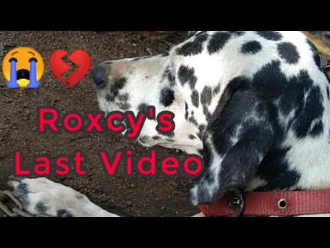 LAST VIDEO || I HAVE LOST MY DOG || FUN WITH MY PUPPIES 😭😭😭💔💔💔