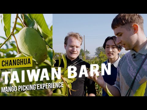 Treasure Hunting in Taiwan’s Barn: Guavas & Mangoes｜𝑪𝒉𝒂𝒏𝒈𝒉𝒖𝒂｜Come Away with Me