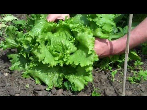 How to Grow Lettuce from Seed