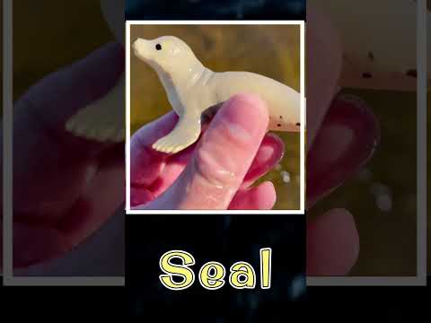 Seal's Coastal Adventure!