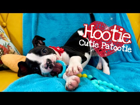 Hootie Cutie Patootie can be all yours! ❤️🐾