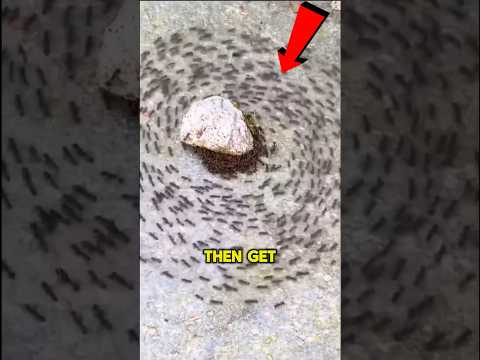 RUN AWAY If You See Ants Doing This 😨 #viral