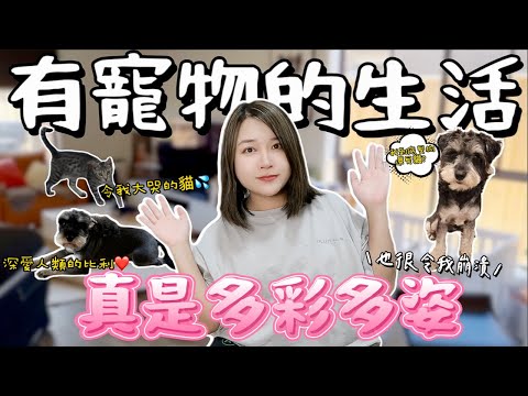 墨爾本生活Vlog | 我與兩狗🐶一貓🐱的獨居日記｜看完你也會想養寵物！真是太可愛了！｜澳洲生活Vlog