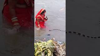 ❤️ Chhath Puja Mein Snake 🐍 #4k Chhath Puja Status 🙏✨♥️ #song #shorts #chhathpuja #Chatsworth#chhath