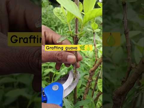 #grafting #gauva with stick 🌿🍐🥰#ytviral #gardening