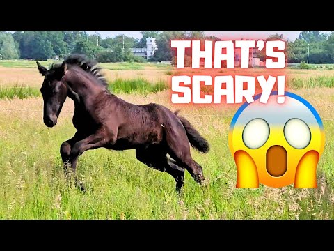 Tall grass is very scary! Belle and Blomke don't dare. The newborn foal is coming! | Friesian Horses