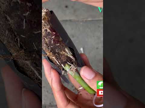 Extract rose branches without soil