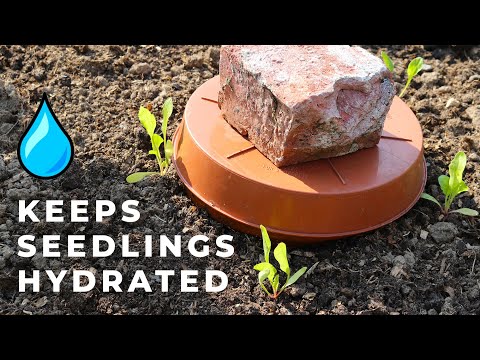 Ollas for Healthy Seedlings During Drought (ancient gardening technique)