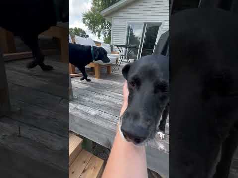 Dog Learns To Accept New Stairs