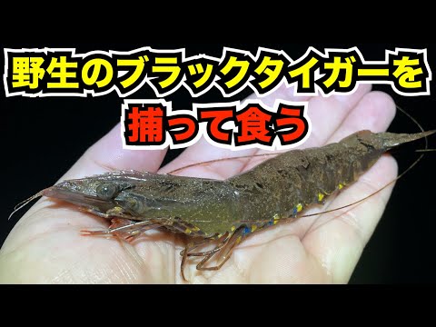 『野生のブラックタイガー』を日本で捕まえて食べてみよう