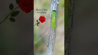 how to grafting rose tree #grafting #rose