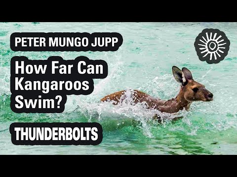 Peter Mungo Jupp: How Far Can Kangaroos Swim? | Thunderbolts