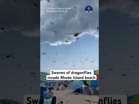 Swarms of dragonflies invade Rhode Island beach