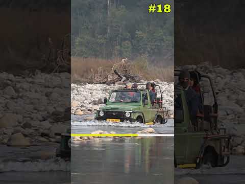 Jim Corbett Jungle Safari🐅🌟 #minivlog #youtubeshorts #tigersafari