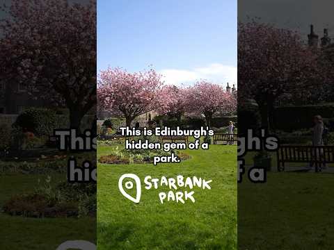 Sakura galore in Edinburgh's hidden gem park!