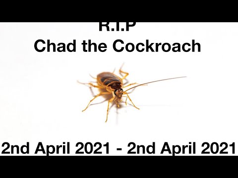 Chad the Cockroach Memorial