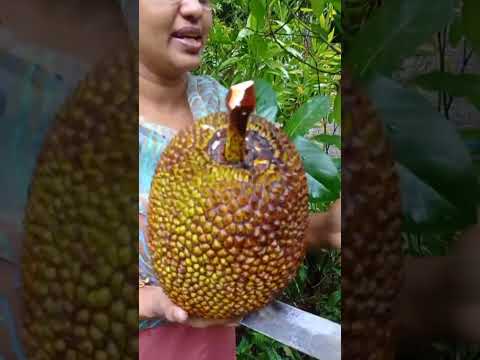 Vietnam Super Early Jackfruit  വിളവെടുപ്പ്