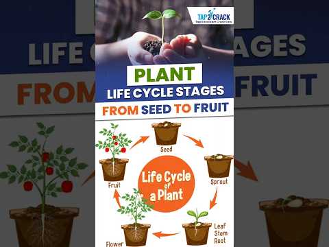 Plant Life Cycle Stages From Seed To Fruit By Swati Mam #fruits #plantlifecycle #plantlife