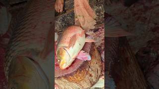 How To Cutting Carp Fish Cutting Skills Shorts Amazing Fish Cutting Skills 😱 #shorts