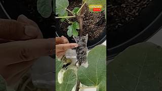 Fig tree grafting #graftingplants #shorts