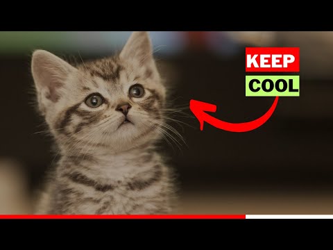 Keep Your Cat Cool This Summer With These Grooming Hacks