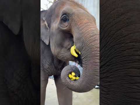 How Elephant Eats Banana 😲😱#shorts #tipsandtricks #foryou #youtubeshorts #short #shortsvideo