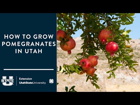 How to Grow Pomegranates in Utah