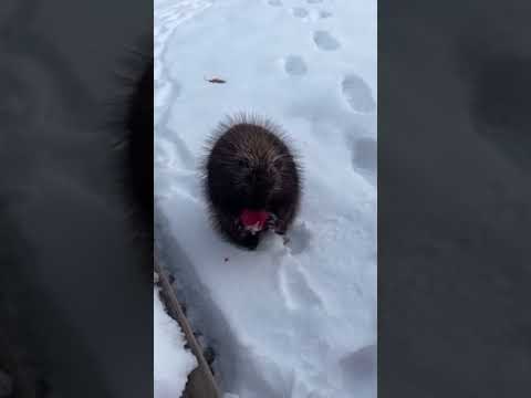 #porcupines eating apple