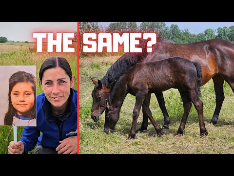 Do I look like them all? | Finally back in the pasture | Belle always comes to me | Friesian Horses