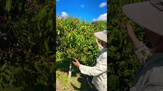 3 Crops of ‘Julie’ Mango on 1 Tree!!! #mango #mangotrees #mangoflower