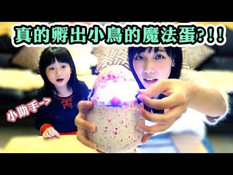 真的孵出小鳥的魔法蛋！會自己破蛋而出？！ | 安啾 (ゝ∀･) ♡