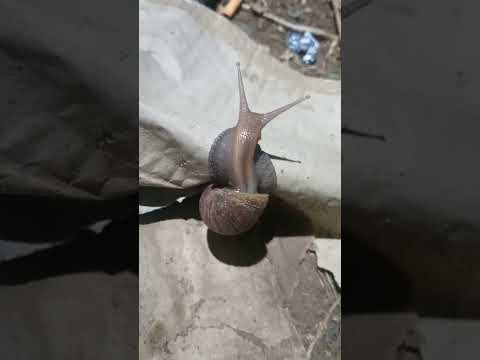 Super sized snail #satisfying #snail #shortvideo #youtubeshorts @GatchieJr33