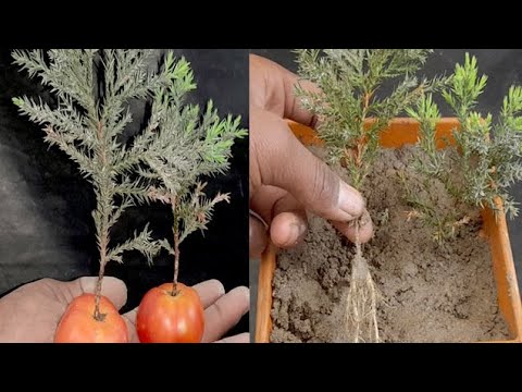 Cypress and Juniper plant growing method at home |how to grow Cypress and juniper using tomato