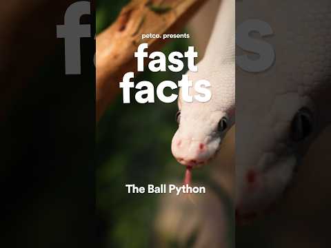 Fast Facts: Ball Python