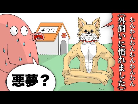 チワワ外飼いしたらたくましく育った【アニメ】