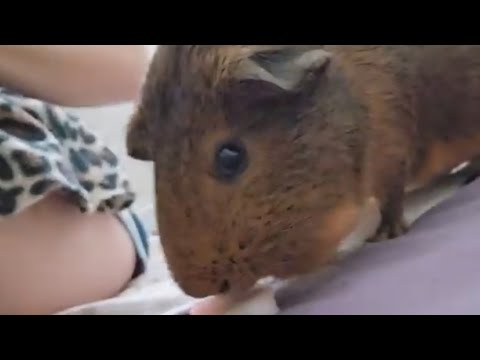 Do guinea pigs enjoy apple slices?