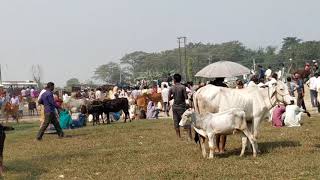 Cow market pratapganj station| cow sale pratapganj bazar |video