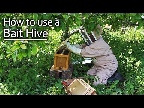 How to Attract a Bee Swarm to a Bait Hive / Honeybees for Free!