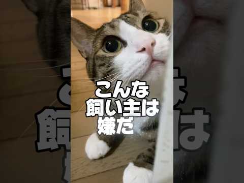 猫に甘え過ぎる飼い主を探してます#cats #short#球太