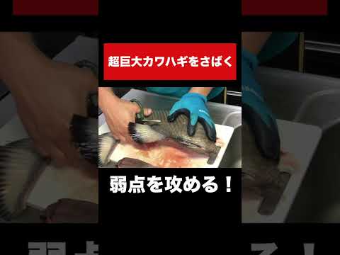 巨大魚の皮を剥く音が気持ち良すぎた